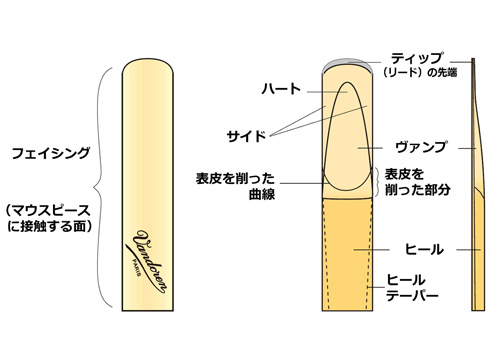 バンドレン B♭クラリネットリード V21